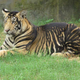 Un tigre “negro” pseudomelanístico en la India